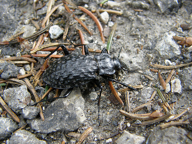 bystruška potočná / střevlík hrbolatý Carabus (Hygrocarabus) variolosus Fabricius, 1787