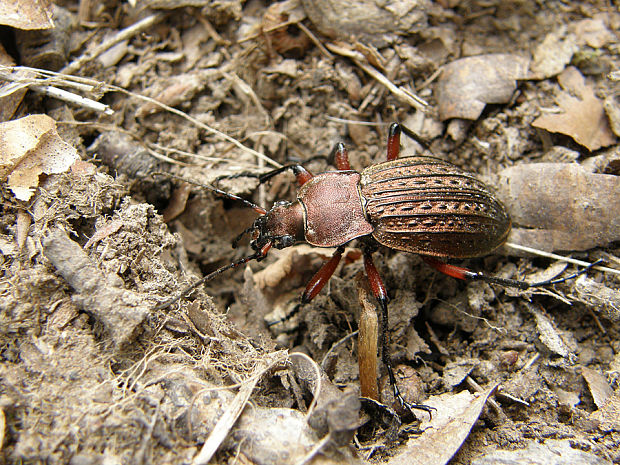 bystruška medená / střevlík měděný Carabus (Tachypus) cancellatus Illiger, 1798