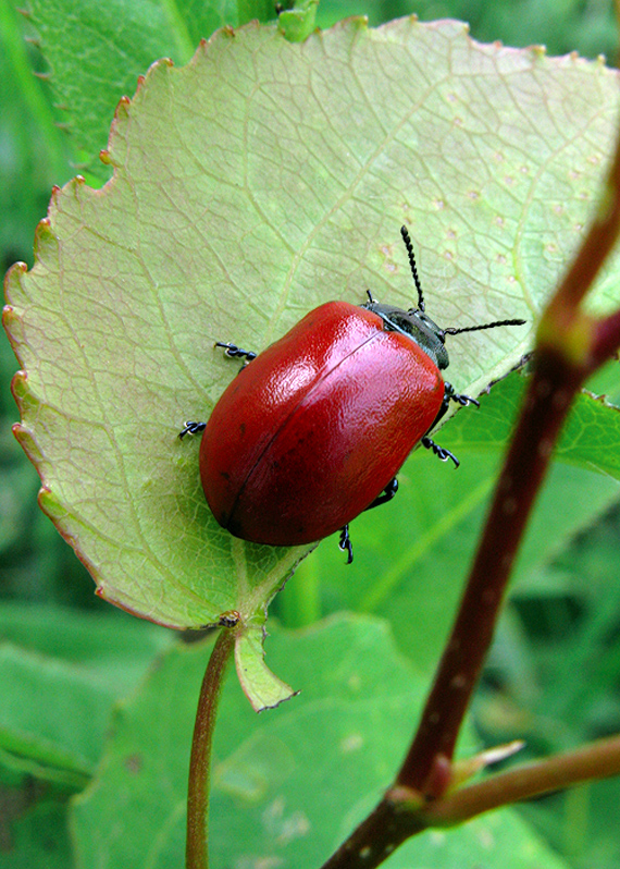 liskavka topoľová Chrysomela populi