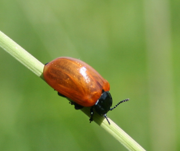 liskavka topolová ? Chrysomela populi Linnaeus,1758