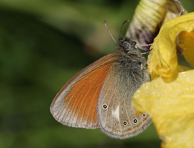 očkáň traslicový - Okáč třeslicový Coenonympha glycerion