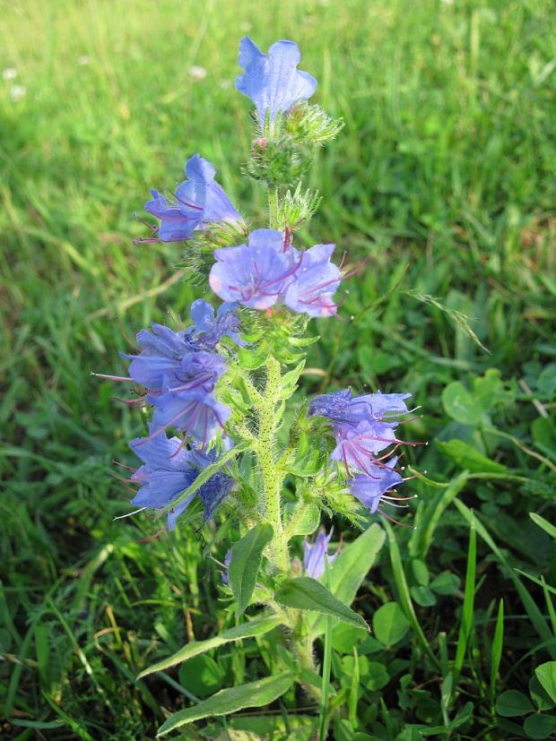 hadinec obyčajný Echium vulgare L.