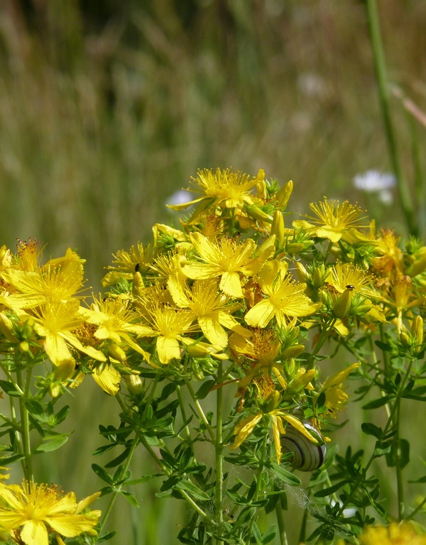 ľubovník bodkovaný Hypericum perforatum L.