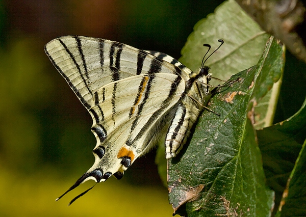 vidlochvost ovocný Iphiclides podalirius