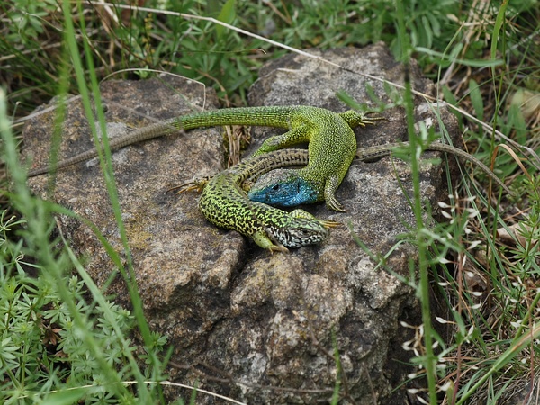 ještěrka zelená Lacerta viridis