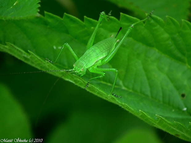 kobylka bielopása ? Leptophyes albovittata