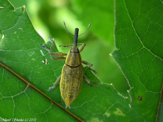 dlhánik Lixus iridis