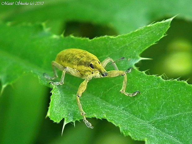 dlhánik Lixus iridis