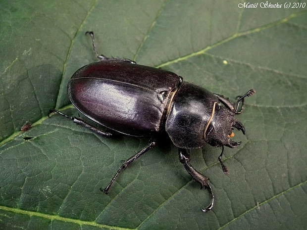 roháč veľký Lucanus cervus