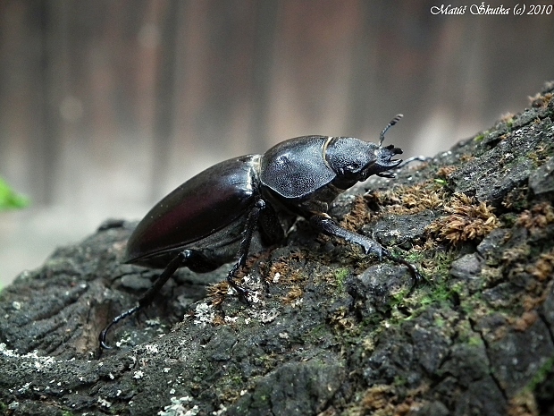 roháč veľký Lucanus cervus