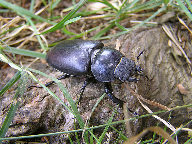 roháč veľký (obyčajný) / roháč obecný ♀ Lucanus cervus Linnaeus, 1758