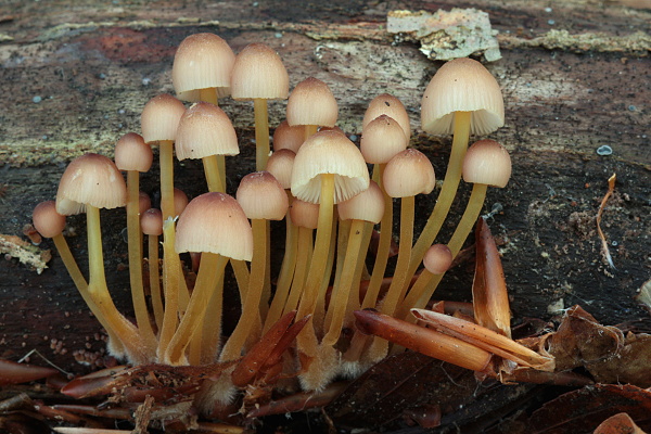 prilbička žltohlúbiková Mycena renati Quél.