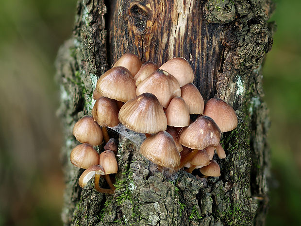 prilbička žltohlúbiková Mycena renati Quél.