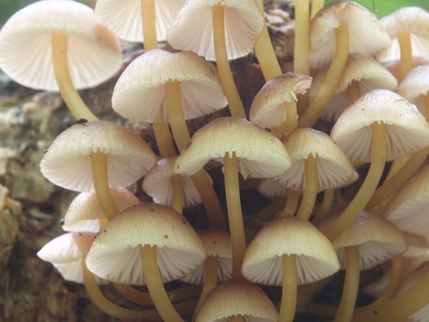 prilbička Mycena sp.