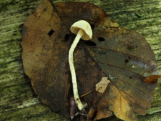 prilbička Mycena sp.