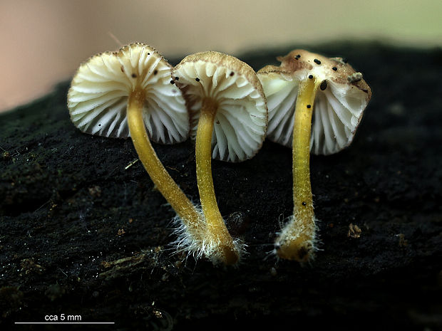 prilbička Mycena sp.