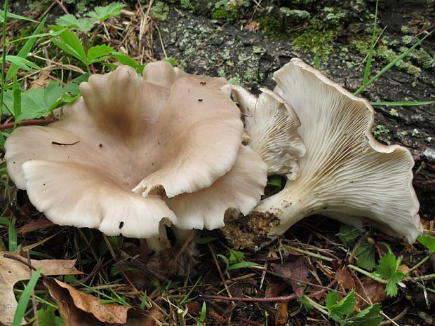 hliva dubová Pleurotus dryinus (Pers.) P. Kumm.