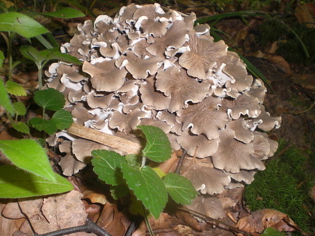 trúdnik klobúčkatý Polyporus umbellatus (Pers.) Fr.