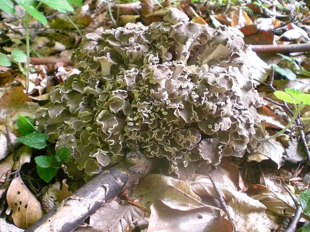 trúdnik klobúčkatý Polyporus umbellatus (Pers.) Fr.