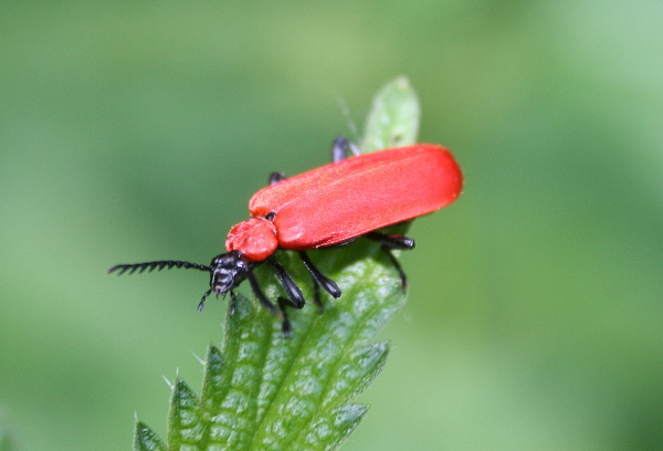 červenáčik ohnivý Pyrochroa coccinea