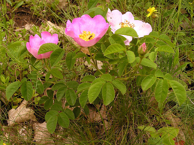 ruža galská Rosa gallica L.