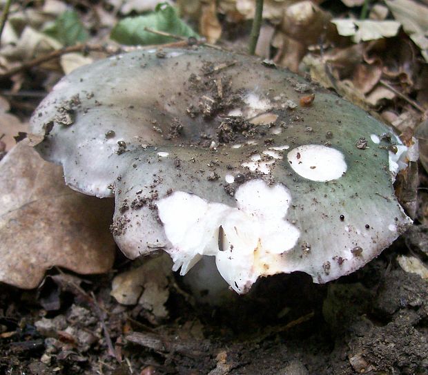 plávka modrastá Russula cyanoxantha (Schaeff.) Fr.