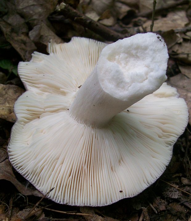 plávka modrastá Russula cyanoxantha (Schaeff.) Fr.