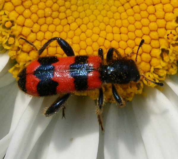 pestroš včelí-pestrokrovečník včelový Trichodes apiarius Linnaeus,1758