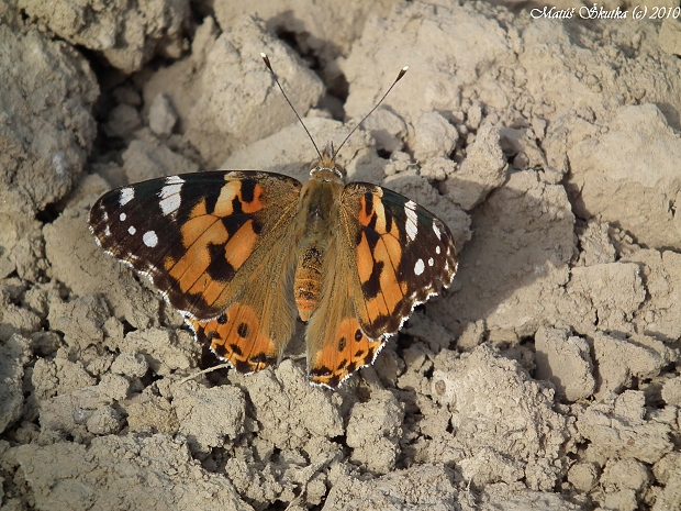 babôčka bodliaková Vanessa cardui