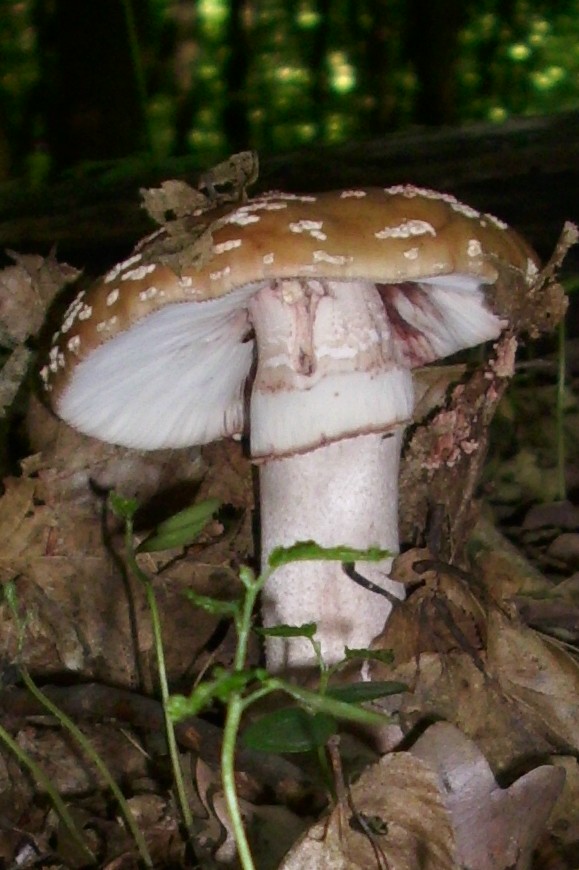 muchotrávka červenkastá Amanita rubescens Pers.