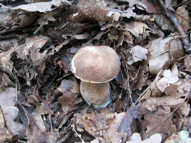 hríb dubový Boletus reticulatus Schaeff.