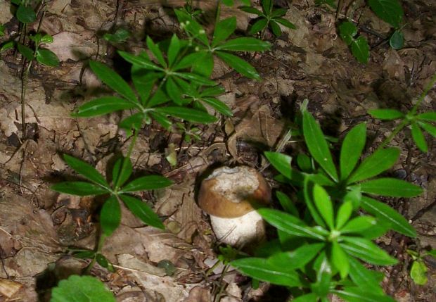 hríb dubový Boletus reticulatus Schaeff.