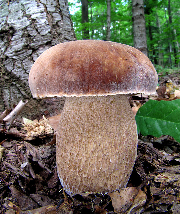 hríb dubový Boletus reticulatus Schaeff.