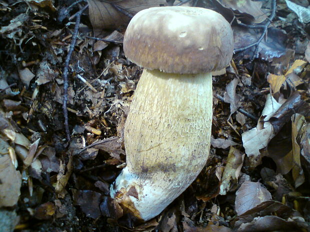 hríb dubový Boletus reticulatus Schaeff.