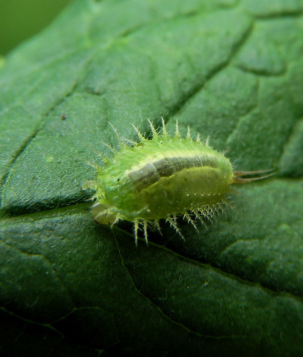 štítnatec Cassida viridis