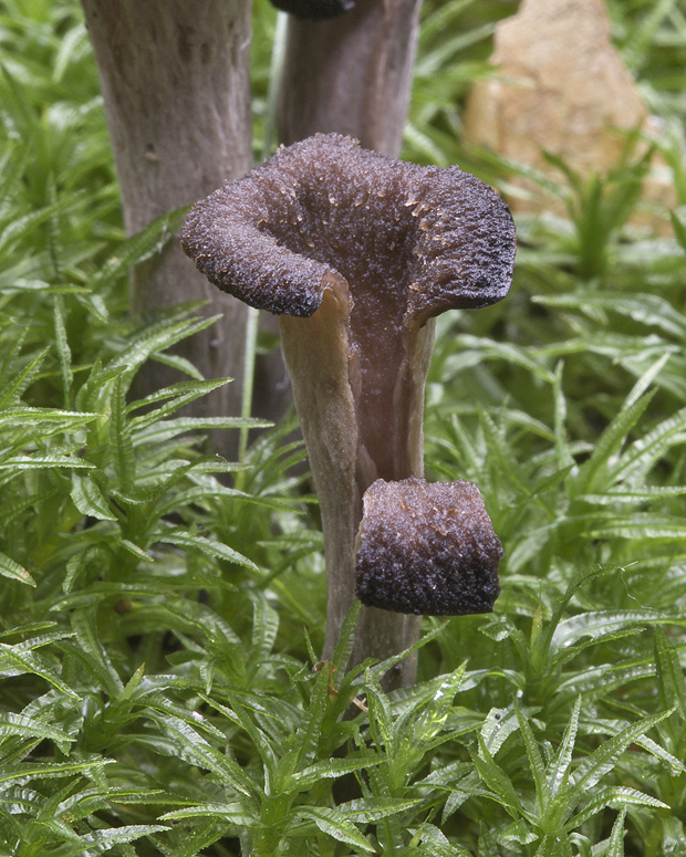 lievik trúbkovitý Craterellus cornucopioides (L.) Pers.