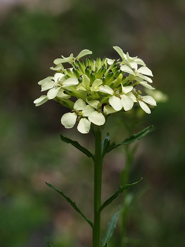 horčičník bledokvetý Erysimum pallidiflorum Szépl. ex Jáv.