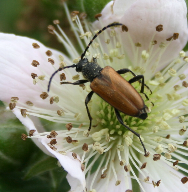 fuzáč - tesařík Paracorymbia maculucornis