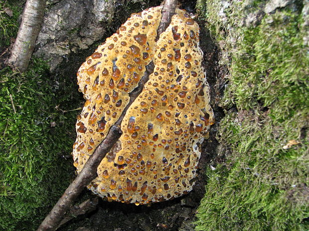 ryšavec slziaci Pseudoinonotus dryadeus (Pers.) T. Wagner & M. Fisch.