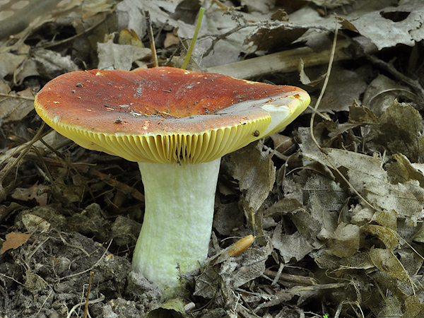 plávka Russula sp.