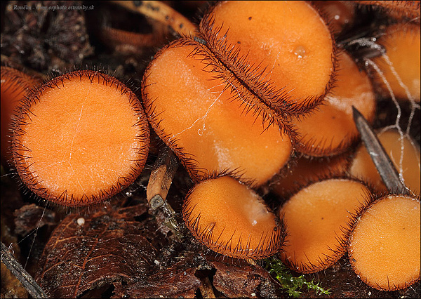 štítovnička obyčajná Scutellinia scutellata (L.) Lambotte