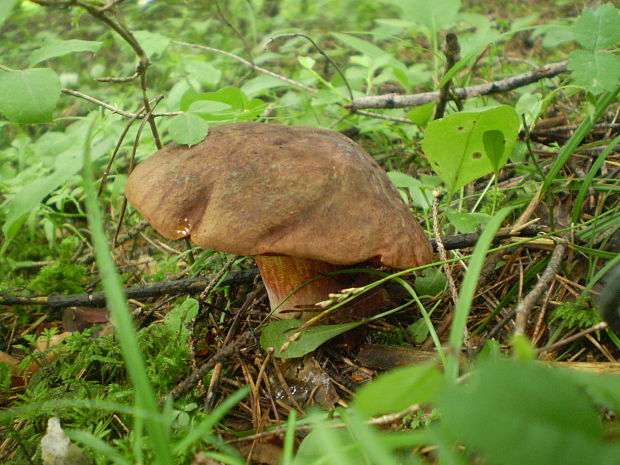 hríb zrnitohlúbikový Sutorius luridiformis (Rostk.) G. Wu & Zhu L. Yang