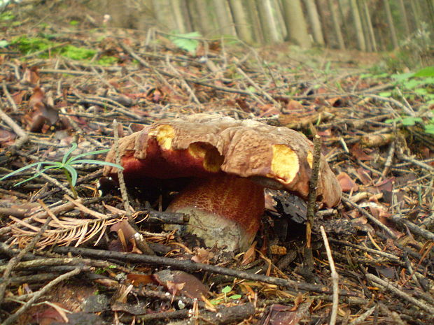 hríb zrnitohlúbikový Sutorius luridiformis (Rostk.) G. Wu & Zhu L. Yang