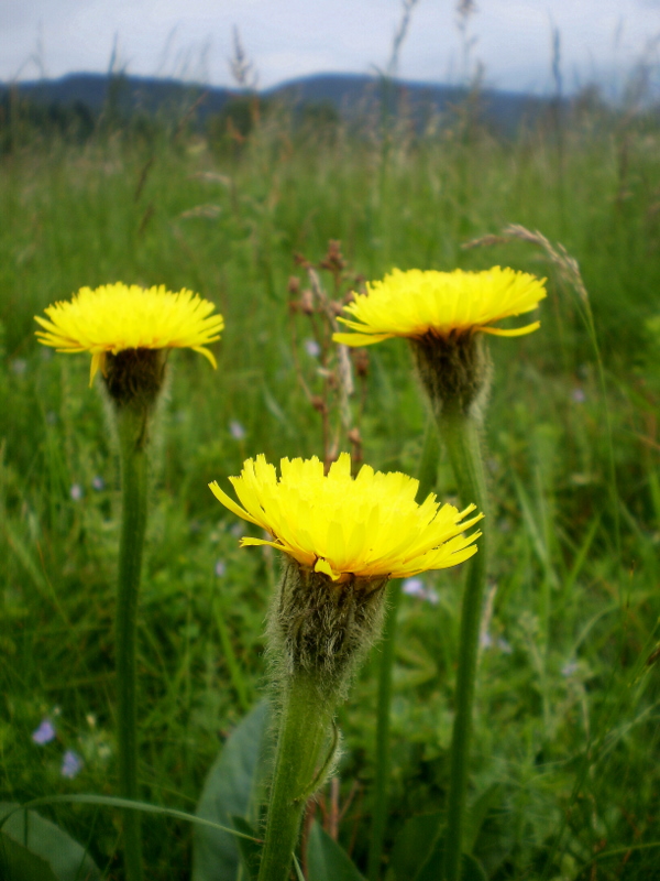 prasatnica jednoúborová Trommsdorffia uniflora (Vill.) Soják