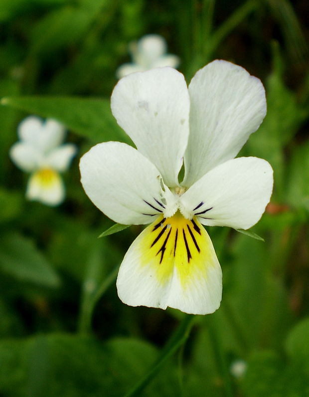 fialka roľná Viola arvensis Murray