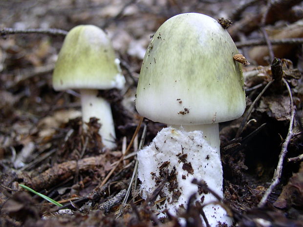 muchotrávka zelená Amanita phalloides (Vaill. ex Fr.) Link