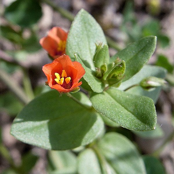 drchnička roľná Anagallis arvensis L.