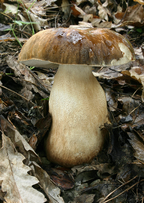 hríb bronzový Boletus aereus Bull. ex Fr.