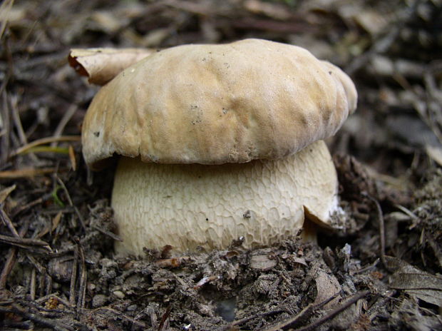 hríb dubový Boletus reticulatus Schaeff.