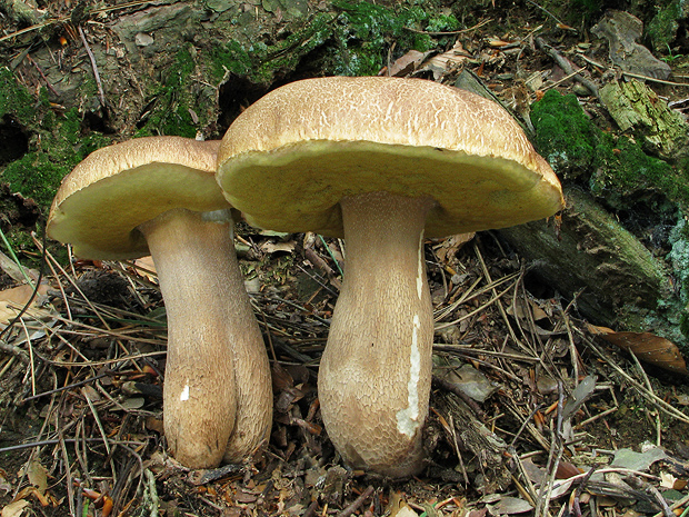 hríb dubový Boletus reticulatus Schaeff.